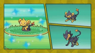 Live  Shiny Shinx after 1259 random encounters in Platinum DTQ 2 [upl. by Cirenoj754]