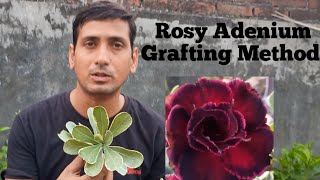 How To Grafting Variegated Rosy Adenium plant [upl. by Noryb]