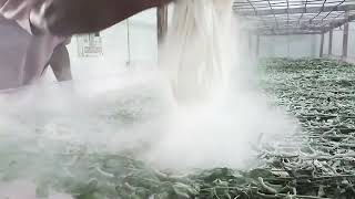 Dusting slaked lime during 4th moult Sericulture Tripura [upl. by Orutra17]