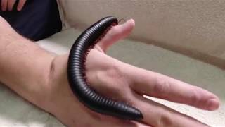 Giant African Millipede [upl. by Nuahsal67]