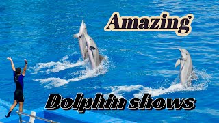 Dolphinarium Istanbul Turkey [upl. by Nek668]