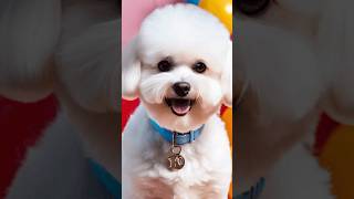 10 Fascinating Facts About the Adorable Bichon Frise Breed dog animals [upl. by Milo389]