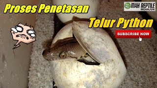 Tutorial Proses MENETASKAN Telur Ular Python [upl. by Hsiri]