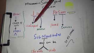 Mnemonic for type of Salivary gland secretion [upl. by Ecilegna]