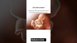 Foetal development in humans biology science gynaecology medical neet viralshorts viral [upl. by Verada]