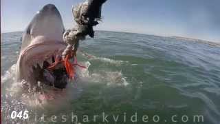 Shark Minutes White Shark Tooth Exam [upl. by Gurango]