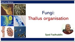 Fungi Thallus Organisation [upl. by Chuu]