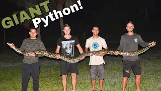 Catching a GIANT PYTHON with my aussies  Blake’sExoticAnimalRanch [upl. by Mena]