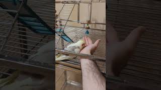 Very first time Peach eating from hand birds parrot cockatielbird birdslover [upl. by Zeuqcaj202]