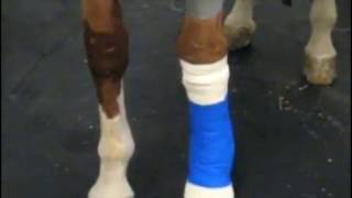 Regional Limb Perfusion with Antibiotics in the Horse [upl. by Genie]