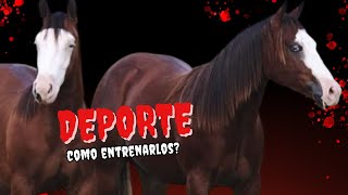 CABALLOS y Deporte Los Mejores Consejos para Entrenarlos [upl. by Ella]