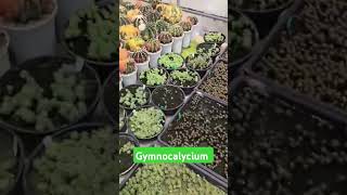 Gymnocalycium shortvideo gymnocalycium horticulture cactus [upl. by Aicilegna]