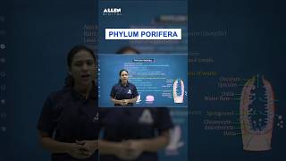 Phylum Porifera Class 11th  NEET Biology 2024  Porifera in one Minute  ALLENNEET shorts neet [upl. by Don]