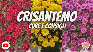 CRISANTEMO Scopri il fascino di questa pianta oltre i cimiteri [upl. by Ramas]