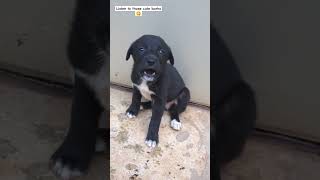 Puppy barking  dog puppy barking cute [upl. by Eatnoj]