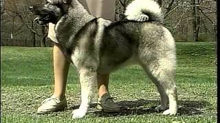 Norwegian Elkhound  AKC Dog Breed Series [upl. by Mode]