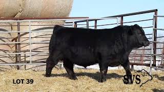 LOT 39 SVS 34th Annual Bull Sale [upl. by Llerrej]