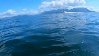 Shore Diving in Southeast Alaska Huge Scallops [upl. by Docia]