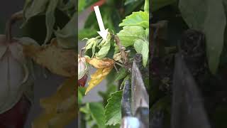 Heres How To Treat Hibiscus Dieback Disease [upl. by Llertnom]