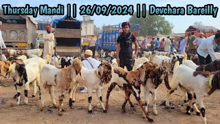 Devchara Bakra Mandi  26092024  Bareilly Uttar Pradesh Thursday Market [upl. by Kcim]