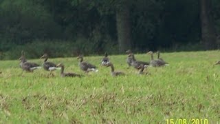 Graugänse im Winter Grey geese in winter [upl. by Itsim745]