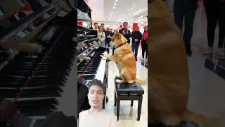 Dog piano play reelsreels animalove trending animals viralshorts [upl. by Airamahs]