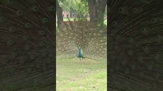 mor nache reviral peacock youtube youtube shorts music song [upl. by Atteynot]