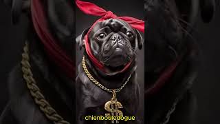 💚 Chien Bouledogue rappeur [upl. by Brook]