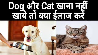 dog cat खाना नहीं खाये तों क्या ईलाज करेंpashu upcharcats dogs dogslover dogeating [upl. by Clippard521]