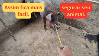 Como fazer imobilizador suínos  Cachimbo  mostrando uso na prática suinos suinocultura [upl. by Zug925]