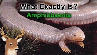 What Exactly is Amphisbaenia and the Art of Going Both Ways [upl. by Belamy]