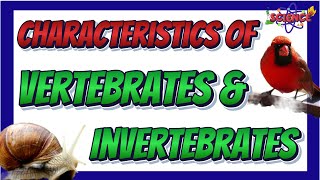 Characteristics of Vertebrates and Invertebrates  Science 6 Quarter 2 [upl. by Hamlin371]