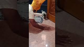 😪😪Enna polapu ithu😪😪julieo leo pug funny comedypets comedyvideo fun [upl. by Broderick]