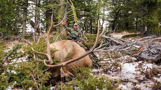 Mountain Archery Elk  Wyoming [upl. by Hakon]