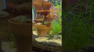 Xenotoca lyonsi the red tail splitfin goodied livebearers aquarium [upl. by Ihcas]