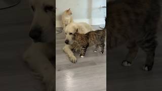 Funny Cat and Dog Mind Voice funny comedy cat dog shortsfeed funnyanimals animalvideos [upl. by Idell]