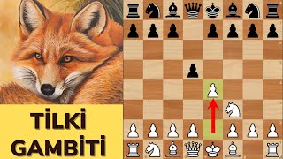 TİLKİ TENNISON GAMBİTİ  MÜTHİŞ BİR AÇILIŞ SİLAHI [upl. by Godfrey424]