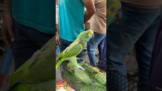 Amazon parrot 🦜  Lalukhet birds market ytshorts parrot [upl. by Adiell]