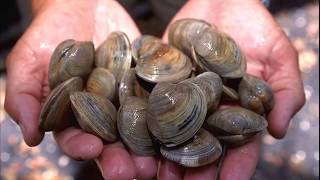 Facts Bivalves [upl. by Enelav72]