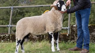 Sheep Auctions Swaledale Ram quotGhyll House Notoriousquot makes £105000 [upl. by Ladd]