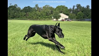 Amazing Great Danes Will Shock You With Their Zoomie Racing Speed [upl. by Siroved43]