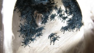 RETRIEVING AND TRANSFERRING THE AVICULARIA VERSICOLOR SLINGS [upl. by Annahsohs302]