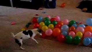 DOG vs BALLOONS [upl. by Ainivad]