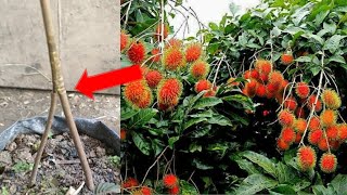 Rahasia Pohon Rambutan Berbuah Lebat Lakukan hal ini pada Bibit Rambutan [upl. by Nerot]