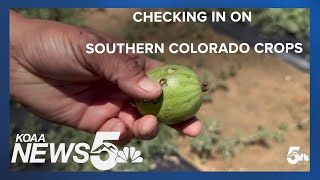 Weather impacts on Southern Colorado crops [upl. by Anikes185]