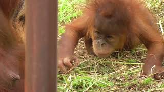 Baby Orangutan POPO 03  Start Crawling [upl. by Lyrradal576]