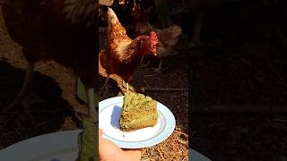 Matcha Cake for Chickens [upl. by Eiramave]