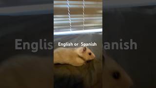 English￼ or Spanish for hamster ￼ [upl. by Wiggins]