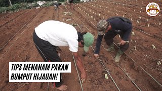 Cara Menanam Rumput Hijauan Pakan Ternak  Pakchong Odot BB Biogen Zanzibar [upl. by Oriaj754]