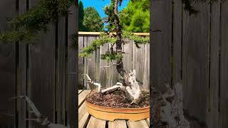 Colorado Blue Spruce Bonsai bonsai bonsaitree garden gardening trees plants [upl. by Ahsatin822]